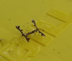 Platyptilia carduidactylus