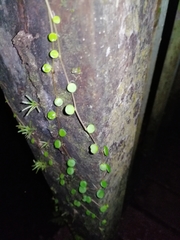 Peperomia rotundifolia