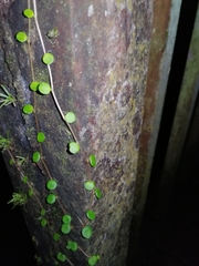 Peperomia rotundifolia