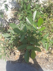 Fraxinus berlandieriana