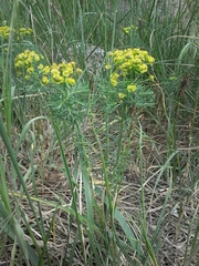 Euphorbia cyparissias