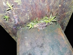 Pristimantis diadematus