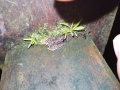 Pristimantis diadematus