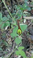 Aristolochia pentandra