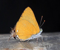 Pseudotajuria donatana