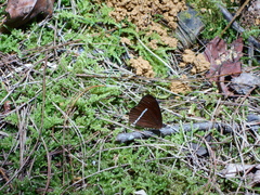 Lymanopoda albocincta