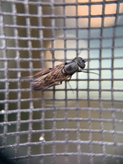 Ozodiceromyia nigrimana