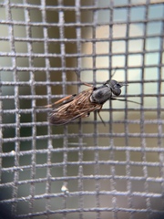 Ozodiceromyia nigrimana