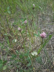 Trifolium pratense