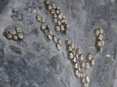 Cryptolepas rhachianecti