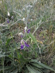 Vicia villosa