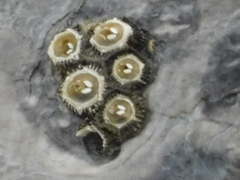 Cryptolepas rhachianecti