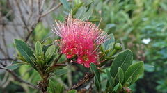 Xanthostemon youngii