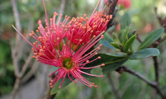 Xanthostemon youngii