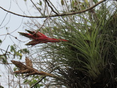 Tillandsia punctulata