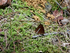 Lymanopoda albocincta