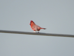 Cardinalis cardinalis