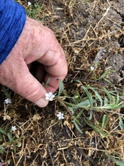 Convolvulus simulans