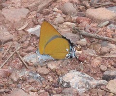 Pseudotajuria donatana