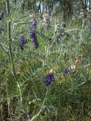 Vicia villosa