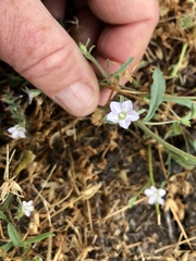 Convolvulus simulans