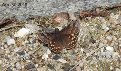 Erynnis montanus