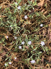 Convolvulus simulans