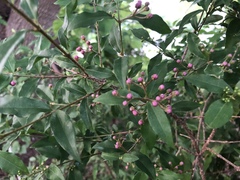 Malpighia glabra