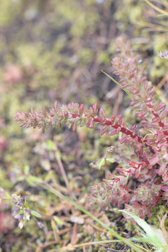 Sedum stenopetalum