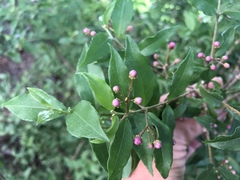 Malpighia glabra
