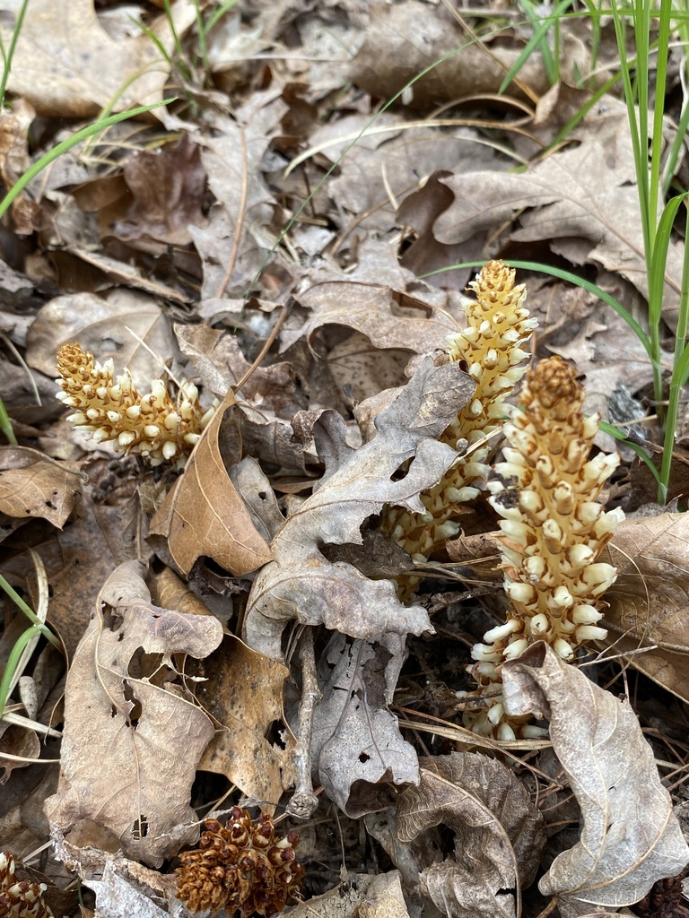 American cancer-root from Douthat State Park, Millboro, VA, US on April ...