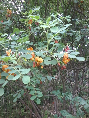 Bladder-senna