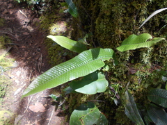 Serpocaulon levigatum