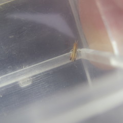 Chimarocephala pacifica