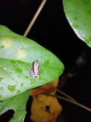 Pristimantis altamazonicus