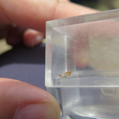 Chimarocephala pacifica