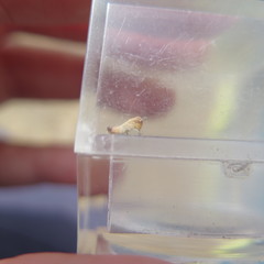 Chimarocephala pacifica