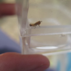 Chimarocephala pacifica