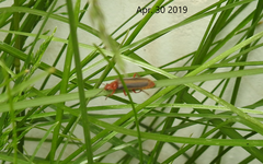 Cantharis soeulensis