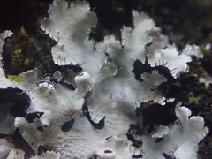 Parmotrema reparatum