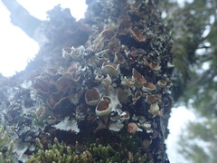 Parmotrema reparatum