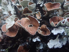 Parmotrema reparatum