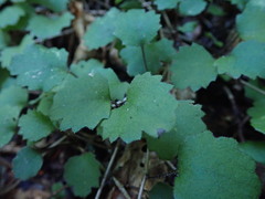 Brachyglottis sciadophila