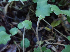 Brachyglottis sciadophila