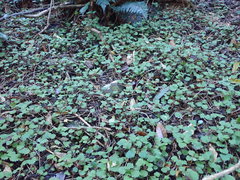 Brachyglottis sciadophila