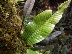 Serpocaulon levigatum