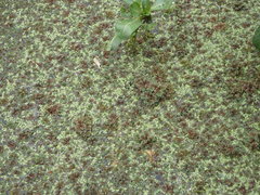 Azolla filiculoides