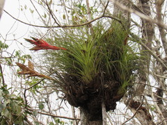 Tillandsia punctulata
