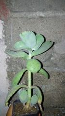 Kalanchoe marmorata