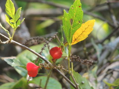 Paullinia fuscescens